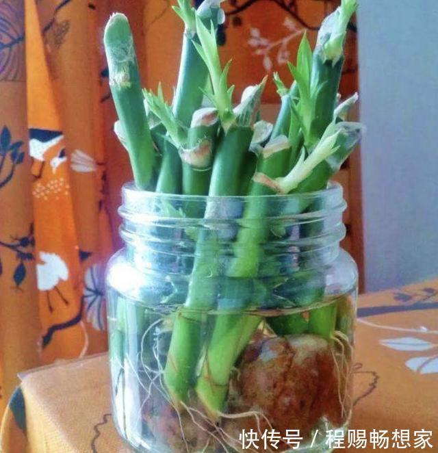 在家养富贵竹，学会自制“透明水”，浇花盆里，半年窜到1米高！