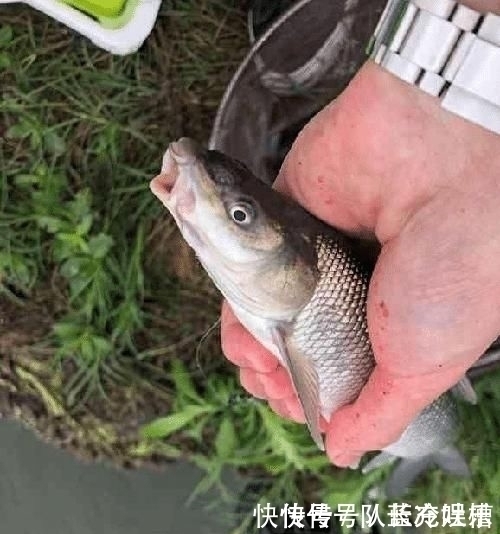 塘鲺|除了罗非和清道夫,这5种鱼也是外来鱼种,钓到别轻易流放