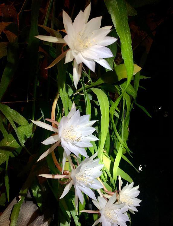 室内盆栽“新宠”—小叶昙花,每年开花好几次,一卉能熏一室香