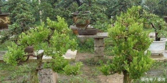 盆景美|沟边发现一棵黄杨，把树根挖回家，制作出的盆景美翻了！