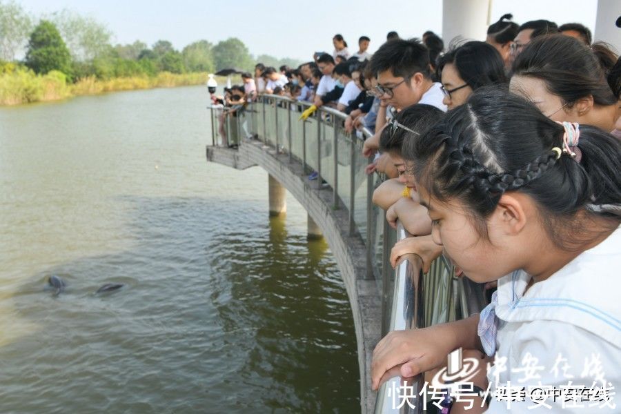 长江|国庆旅游新看点 铜陵江豚戏水欢「组图」分享到