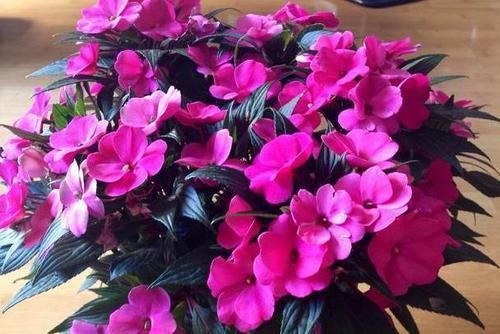  户外养护|有钱人都喜欢这三种花，好运接连一整年！早看早知道！