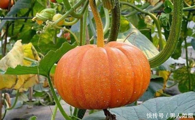 南瓜|常见的南瓜也有食用禁忌,以下人群尽量不要吃,不妨来学习一下