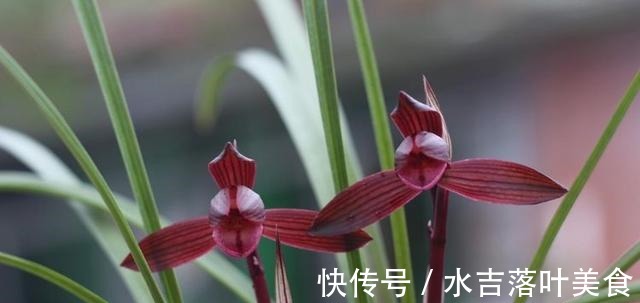 这款兰花,是“老花匠”的最爱,香味馥郁,越看越觉得美!