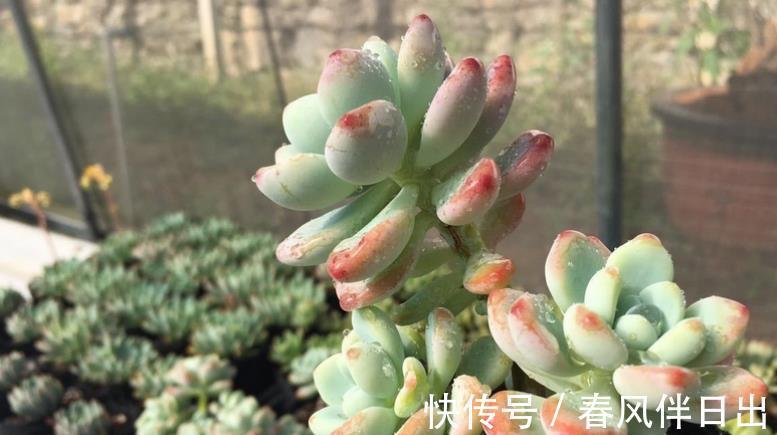 土壤|天凉了盆栽多肉，浇水不能大意，不然徒长烂根问题全上门