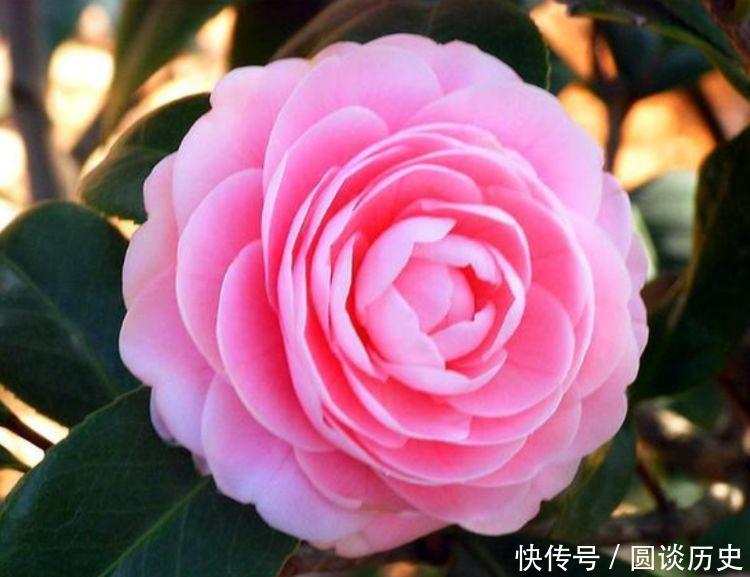 漂亮|4种花好养漂亮又便宜,家里养一盆,满屋飘香