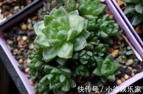 这“4种”多肉,好养又好看,度夏无压力,越养越胖越漂亮