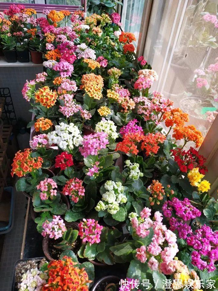 叶子|长寿的花苞迟迟不开用它喷两次，很快就能鼓起来！