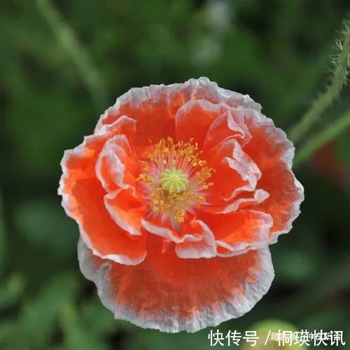 台长|“舞草”虞美人,当微风拂过阳台,它如同飞舞的彩蝶栩栩如生!