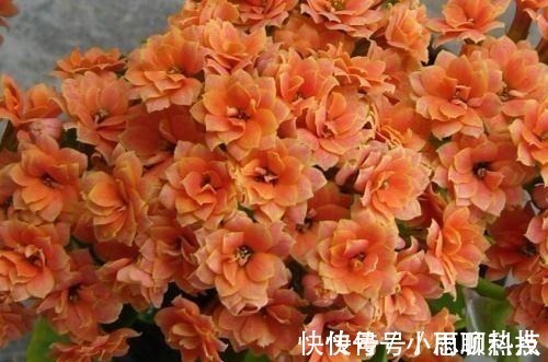 施肥|长寿花,用2个“窍门”,叶片就像“猪耳朵”,花儿紧凑上千朵