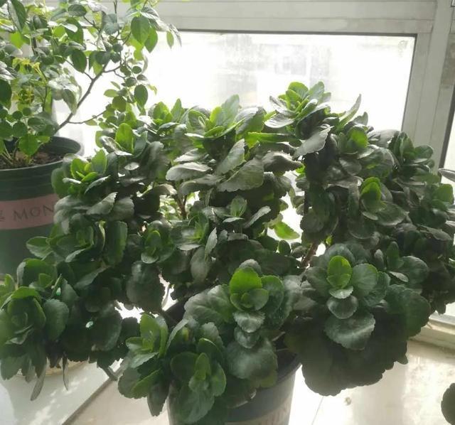 学会长寿花的一个养护秘诀,花苞花朵一起长,开花到年后