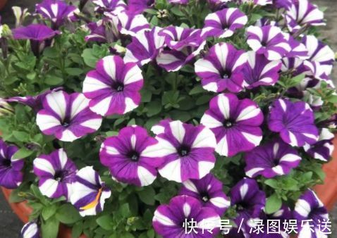 小玲|“高端月季”土星王阳台,丰腴婀娜,美丽怡人,开花很容易爆盆