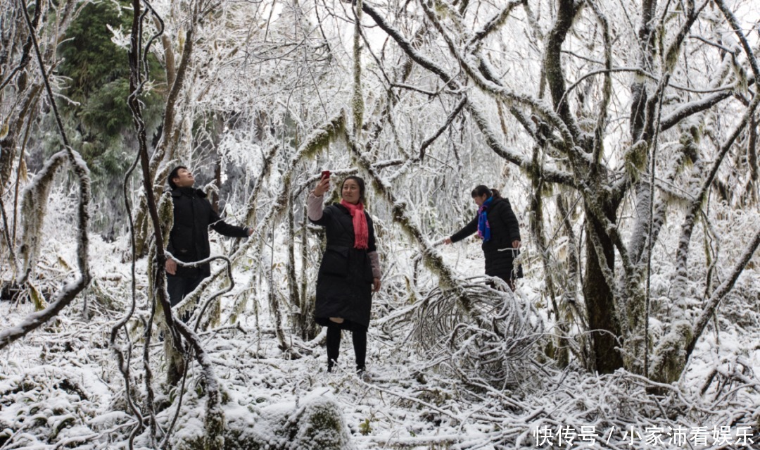 重庆主城|下雪了！雪玉山今冬第一场雪已“到货”，美景刷爆朋友圈！