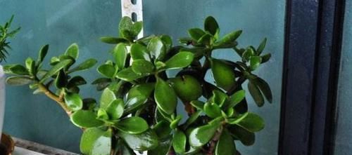  充足的光照|养玉树，不注意1点，就会穿裙子，越养越难看