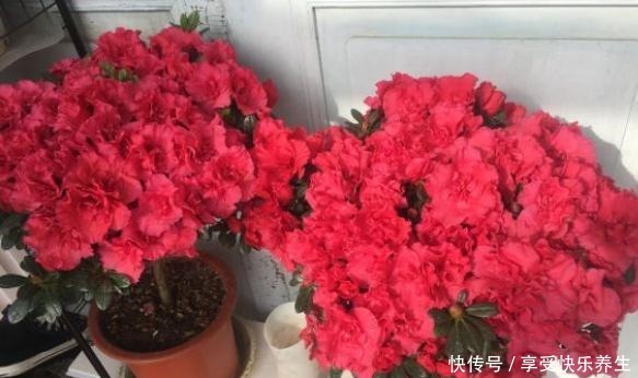 不会养杜鹃花,按小花匠这“方法”,根不烂叶不黄,年年花开不断!