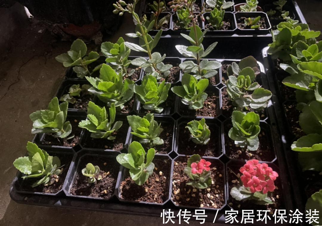 7种花养老桩不好，多扦插、养嫩苗，才能年年开花