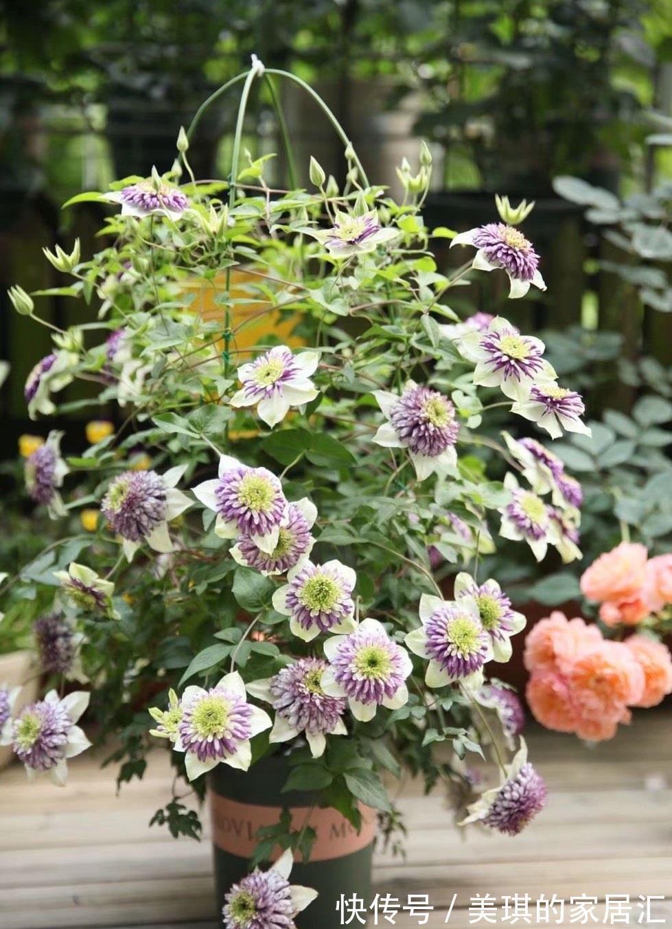 花朵|你的阳台还缺花吗?养棵“新幻紫”吧,花朵又美又仙,三季有花赏