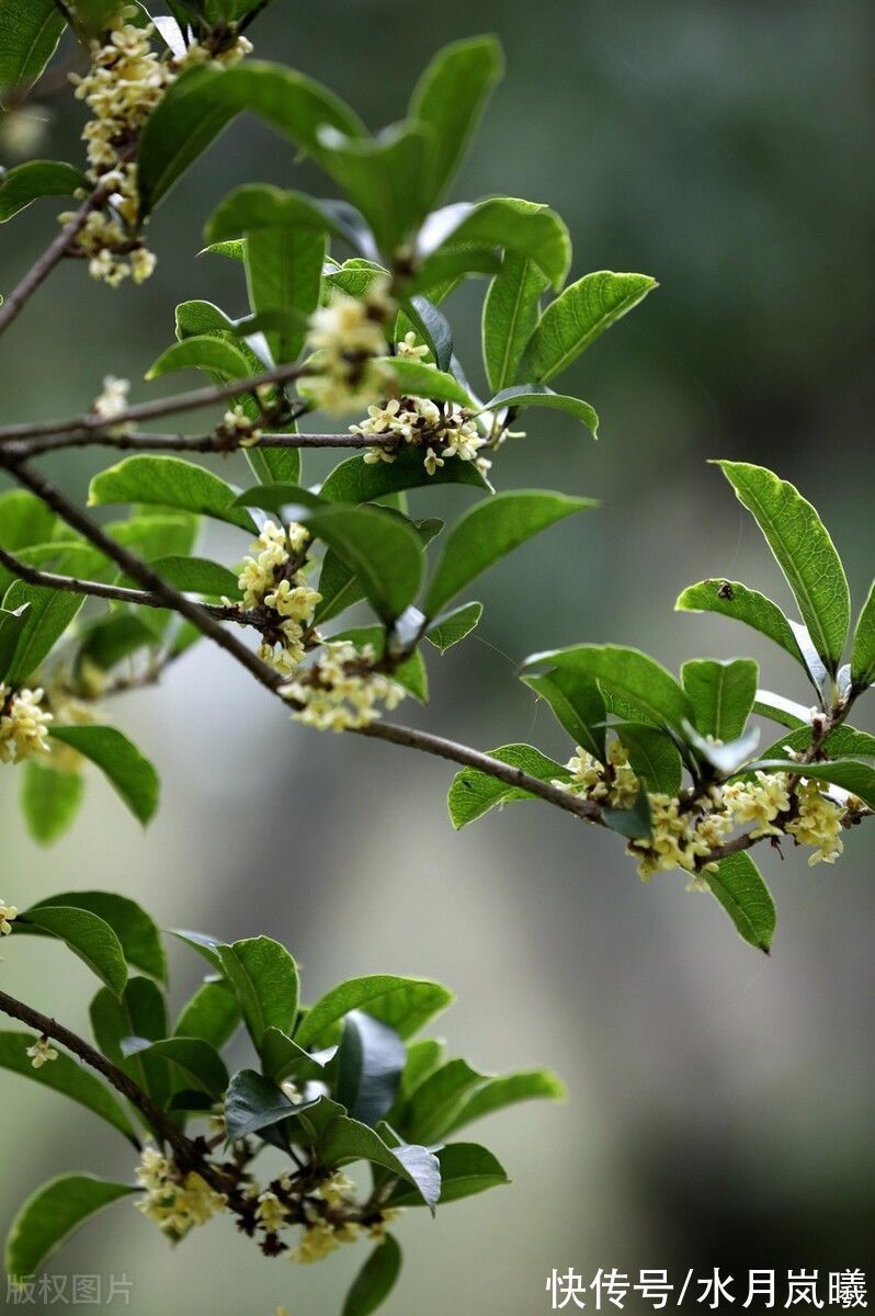 听雪&秋天该很好,你若尚在场,即便人间沧桑,即便世事无常