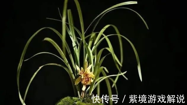 兰花浇水有讲究,浇半截水还是浇透水,究竟怎么掌握?