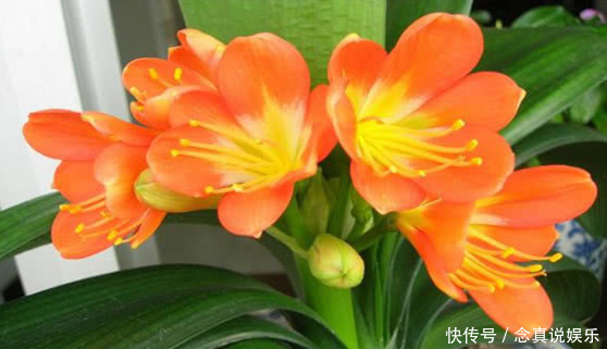 悄悄告诉你,养护君子兰有个“小秘密”,叶片油绿,年年开花不断