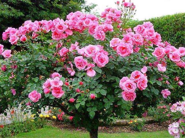 夏天养月季，掌握5个要点，轻松度夏告别病虫害，开花一茬接一茬