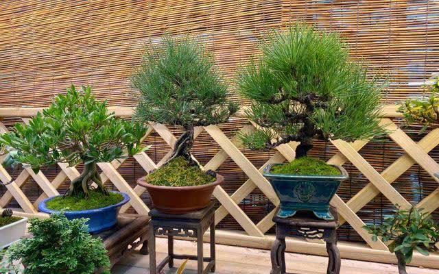 花草三不送,送了变“仇人”,这样看来,老祖宗的话,真的有道理