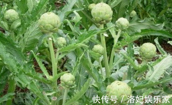 排毒养颜|朝鲜蓟排毒养颜、清热去毒，掌握四点，收获优质的朝鲜蓟！