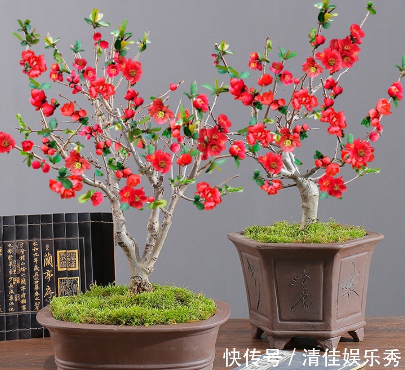 吉祥花|3种“老花树”,能活一百年,冬天不怕冷,开满“吉祥花”