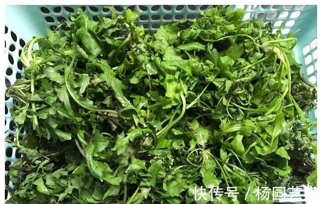 多汁|春天尝鲜,韭菜白菜靠边站,这两种食材正当季,鲜美多汁,别错过