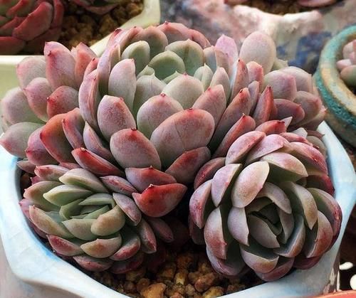 多肉植物不长个?教你一个小技巧,呼呼冒出一堆新芽!