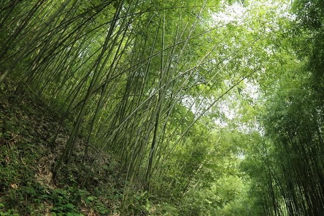 父母在，不远游，来栾川县旅游吧