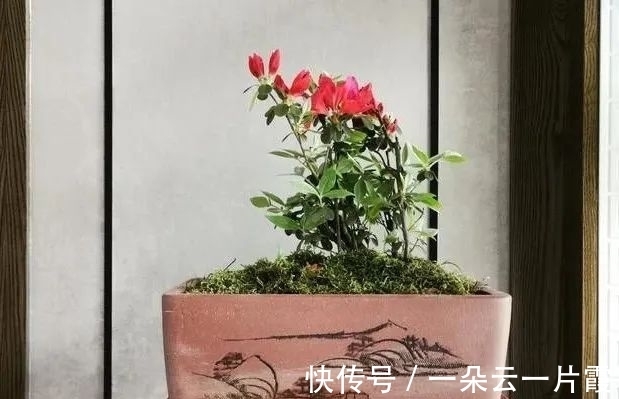 板结|盆栽用土如何配制?6步操作简单有效,盆栽生长更旺盛