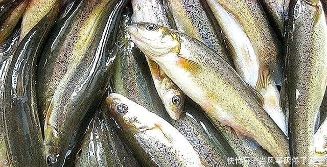 曾被认为是“小杂鱼”,殊不知已成鱼中珍品,80元1斤,别错过