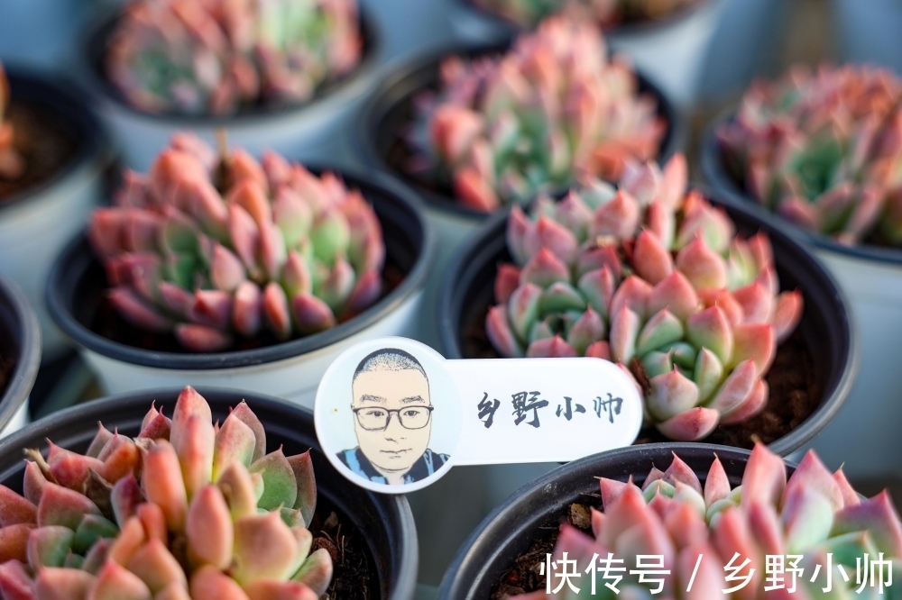 春萌缀、蓝宝石，两种特别可爱的多肉，这么养状态更好