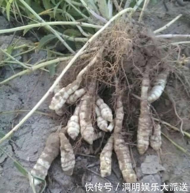 珍贵的1种“人参菜”,生长在“山坡下”,1斤卖“50元”,少见