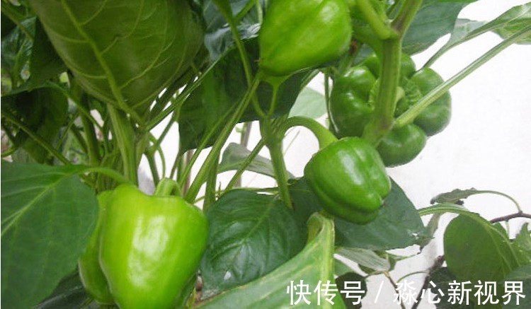 健康|阳台不要再浪费，聪明人此样做，绿色健康，吃不完还可以卖