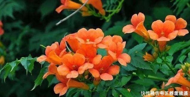 发酵|偷偷告诉你，养花“高手”都用“这种”肥，不花钱，养啥花都旺！