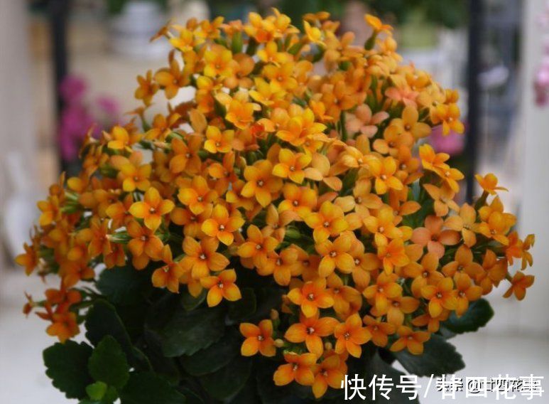 光照|9月后养长寿花，就别做这事了，不注意年底看不到花，白养大半年