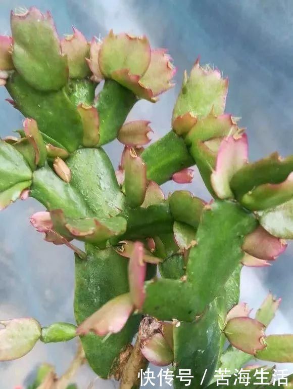 家里养蟹爪兰,提前准备3种肥料,到了9月开始“贴秋膘”