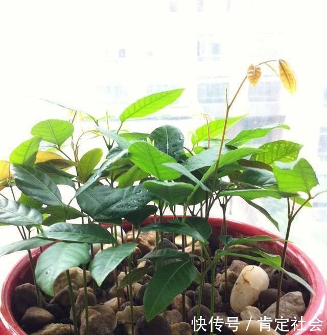 这3种“水果核”别扔,把它扔盆里,10天成盆栽,比花美10倍