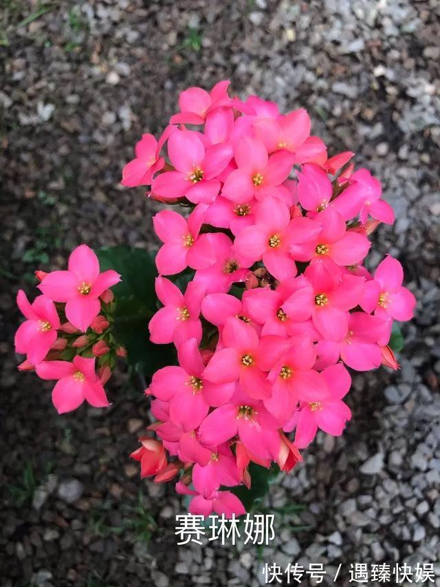 长寿花17个品种，个个都是爆花机器，谁见了都夸！