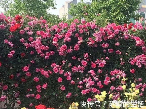 发酵|老花匠：扔4种“东西”，就是扔钱，比花肥还好用，不花钱！