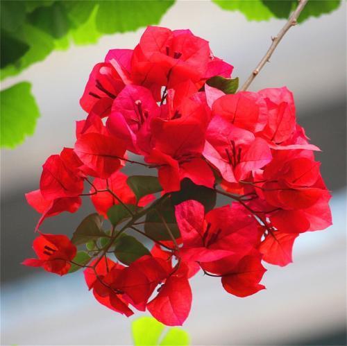 这“两种”花,虐一虐之后,不仅不会枯萎,反而越开越旺!