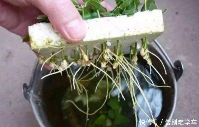 5种自制“生根剂”,家中养花必备,盆里放点,半个月就冒大白根!