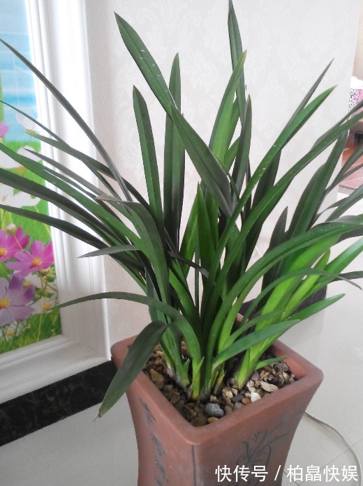 4种材料,花盆里放一点,烂根的君子兰和文竹根系爆长