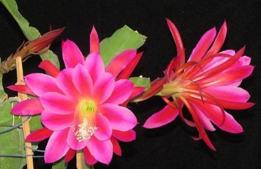 几种花高贵不俗气,随便养一种都很美,枝繁叶茂美极了