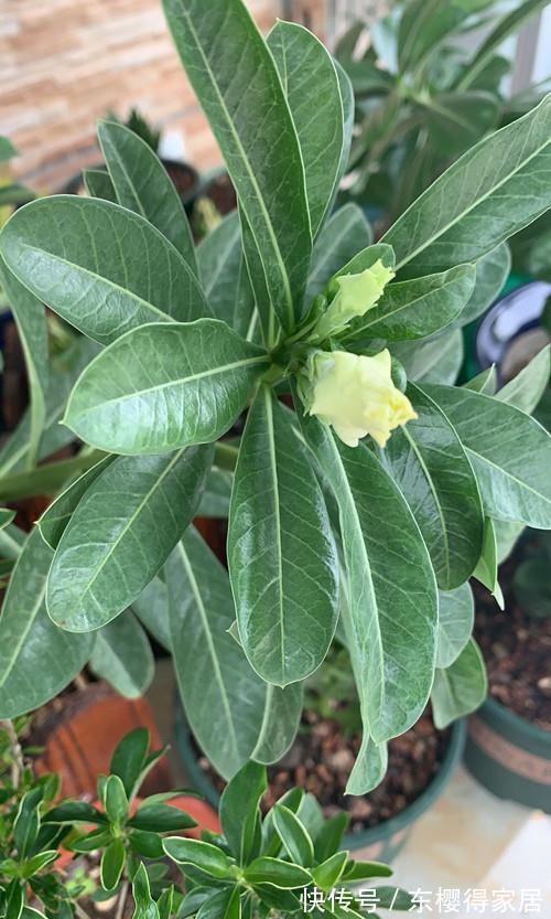 沙漠玫瑰为什么花没打开,就变蔫了,然后就黑了呢