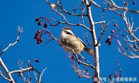 候鸟|一年一次的冬日约会，高原上的候鸟天堂