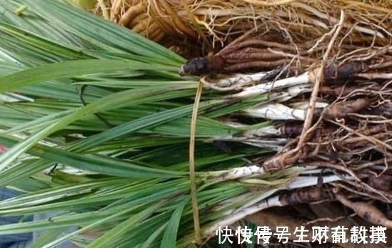 野草|十人九腰疼,多用此野草泡水喝,肾好腰不疼,湿气一扫光