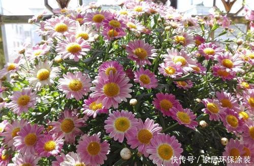 不足8平方的小阳台,种上3种花,五彩缤纷开成私家花园!